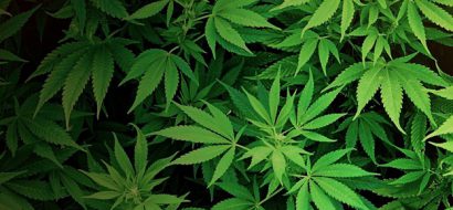 Het hennephuis: groen in meerdere opzichten