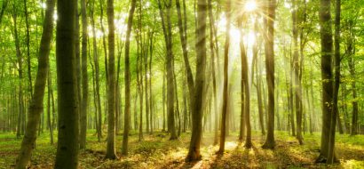 CO2-compensatie: hoe werkt dat eigenlijk?