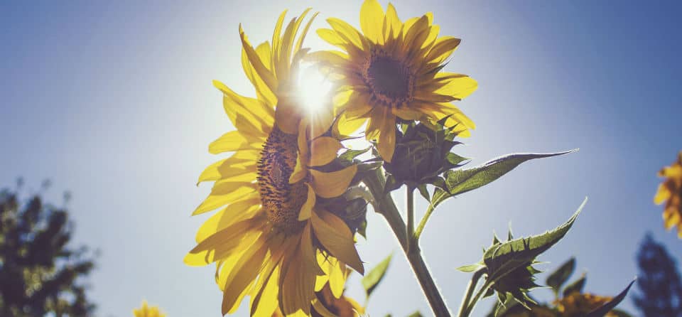 Bloem, zomer, zonnestralen