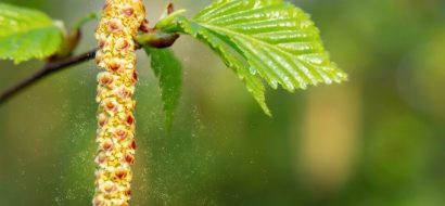 Toename hooikoortsklachten door uitdelende es en berk